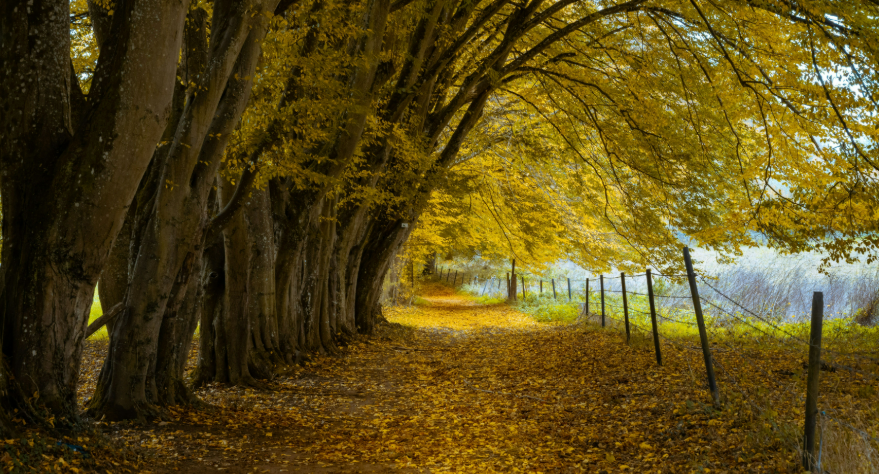 Ontdek de 5 mooiste herfstwandelingen in België