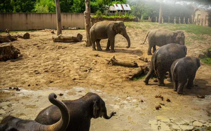 ZOO Planckendael - afbeelding 16