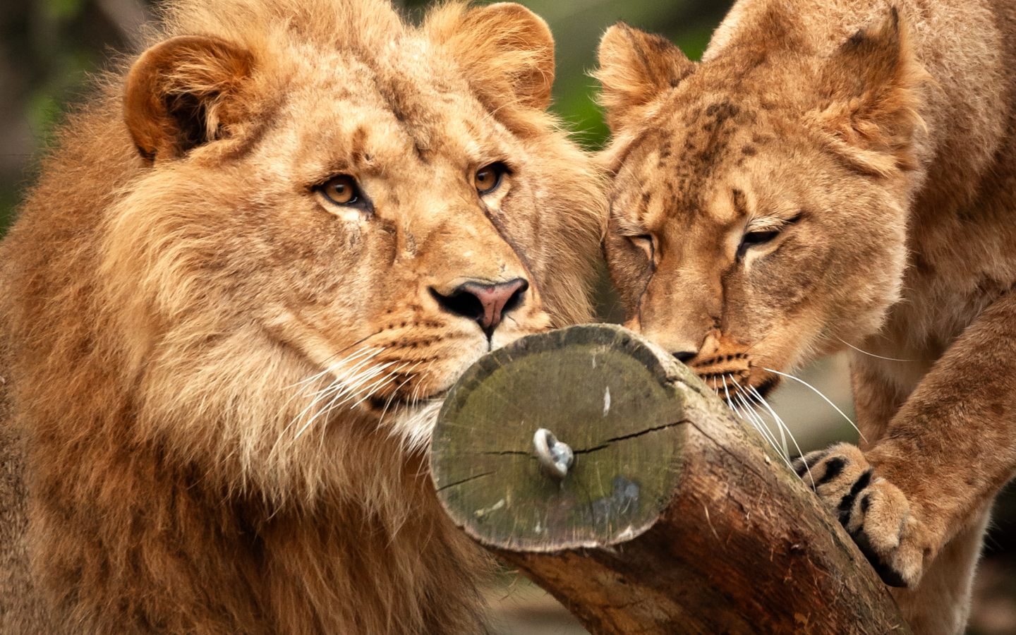 ZOO Antwerpen - afbeelding 18