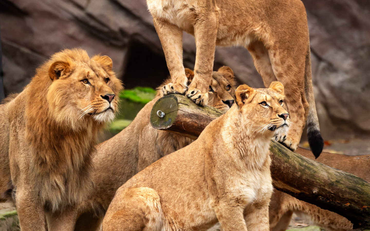 ZOO Antwerpen - afbeelding 7