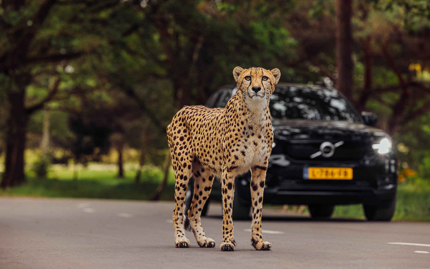 Safaripark Beekse Bergen - afbeelding 2