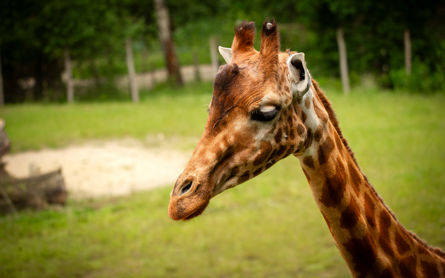 ZOO Planckendael - afbeelding 7