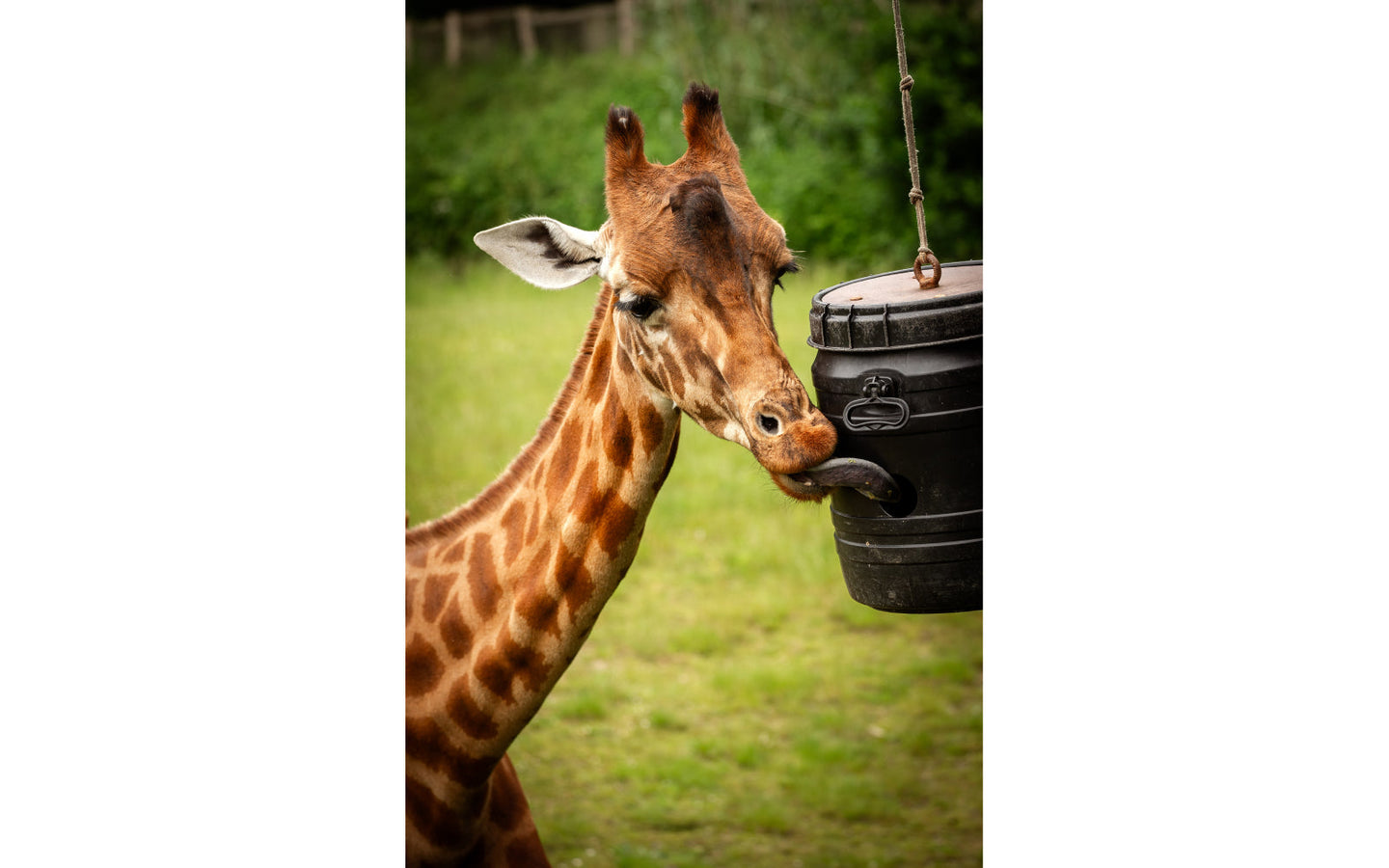 ZOO Planckendael - afbeelding 8