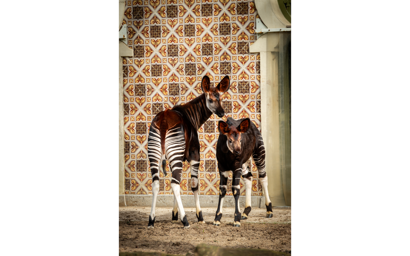ZOO Antwerpen - afbeelding 15