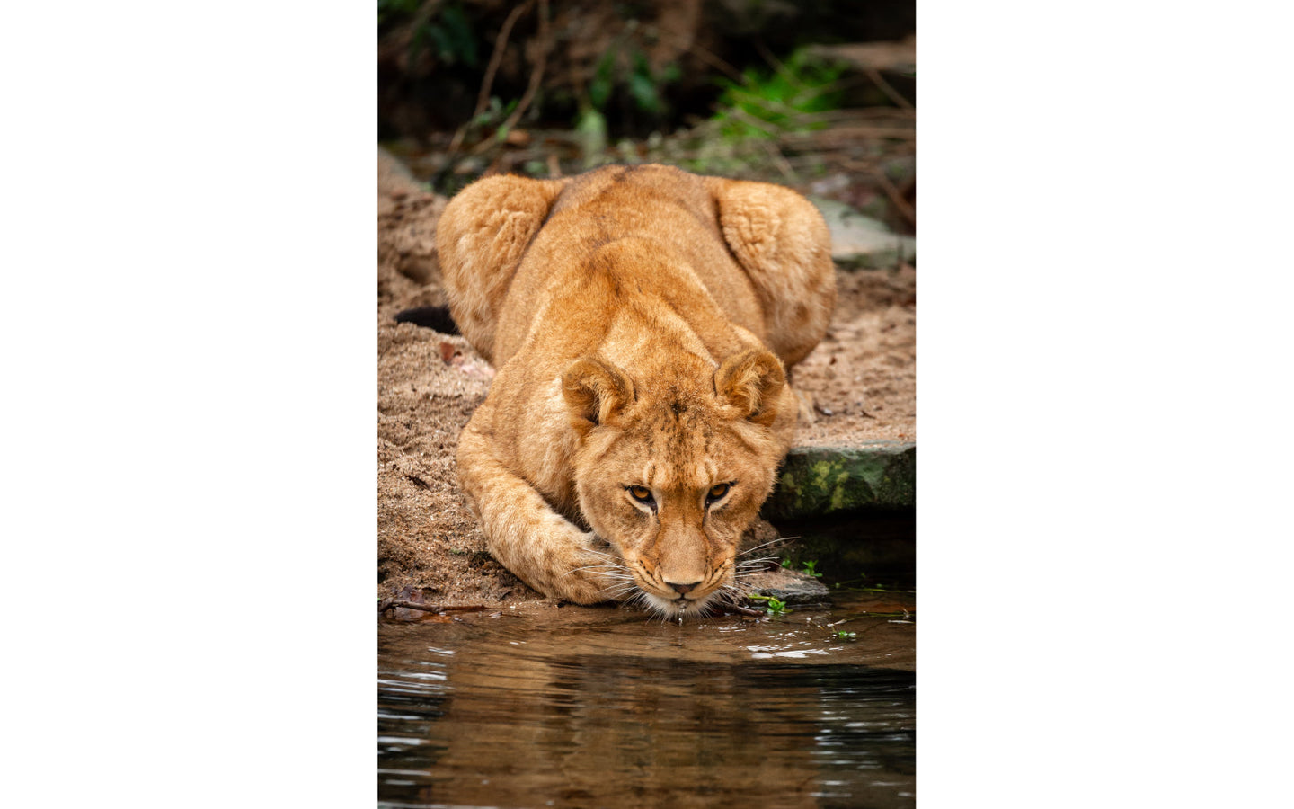 ZOO Antwerpen - afbeelding 16