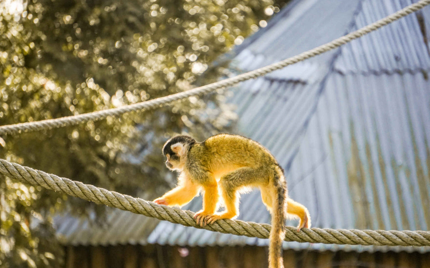 ZooParc Overloon - afbeelding 2