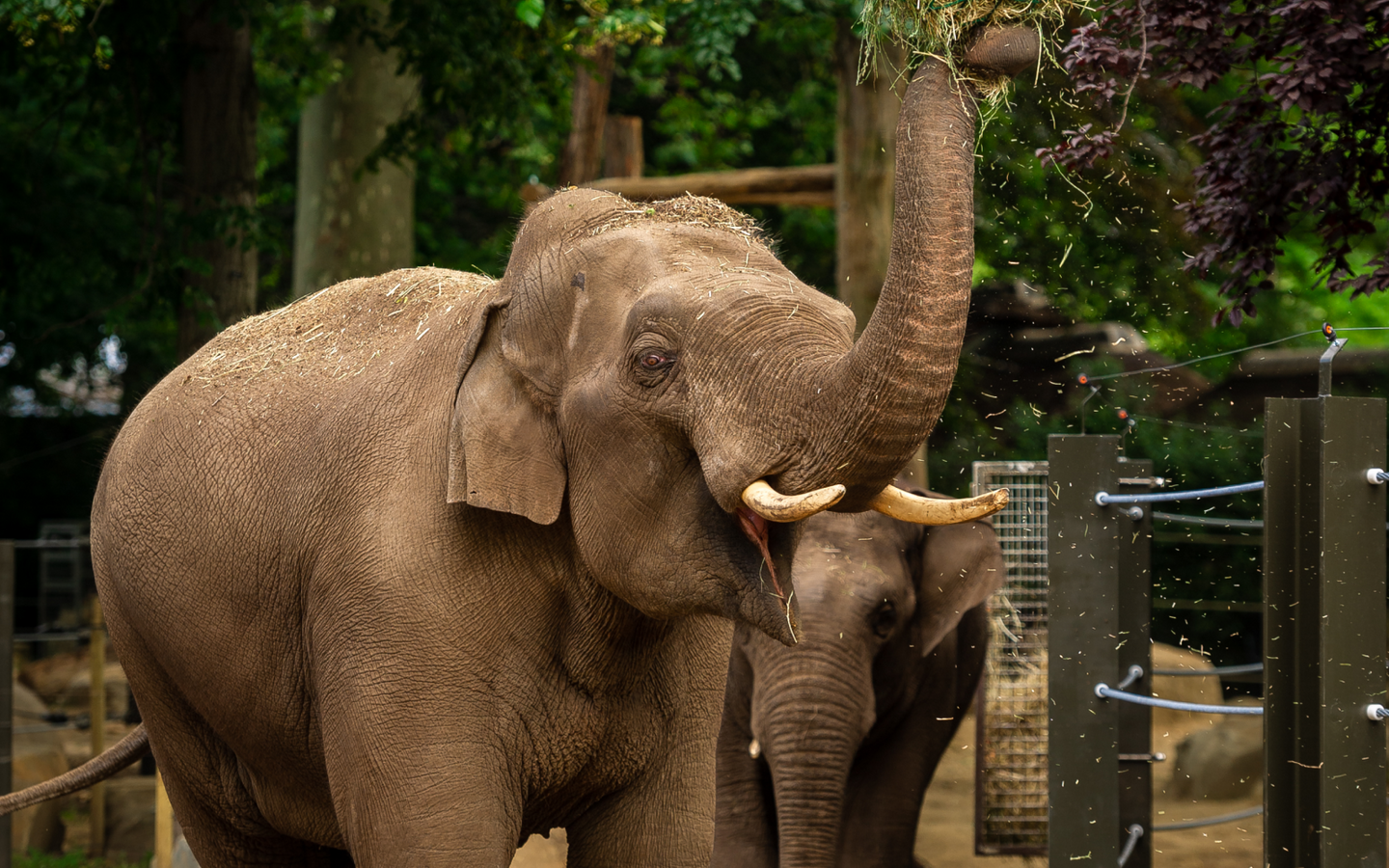 ZOO Antwerpen - afbeelding 10