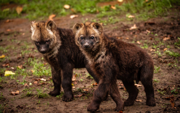 ZOO Planckendael - afbeelding 14