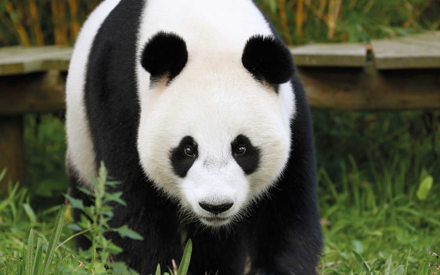 Ouwehands Dierenpark - afbeelding 2