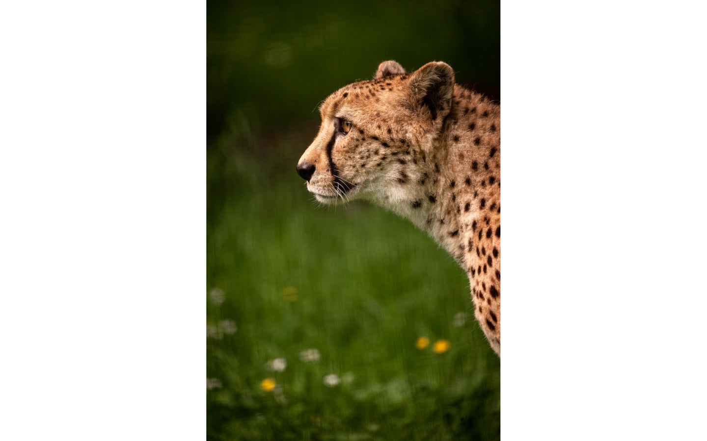 ZOO Planckendael - afbeelding 9