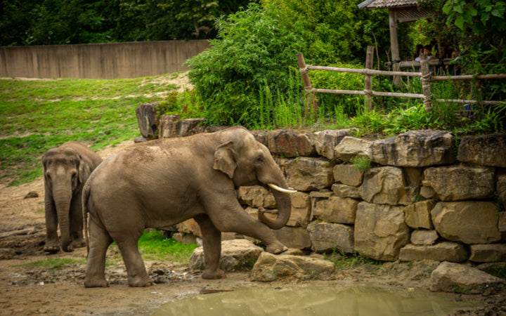 ZOO Planckendael - afbeelding 17