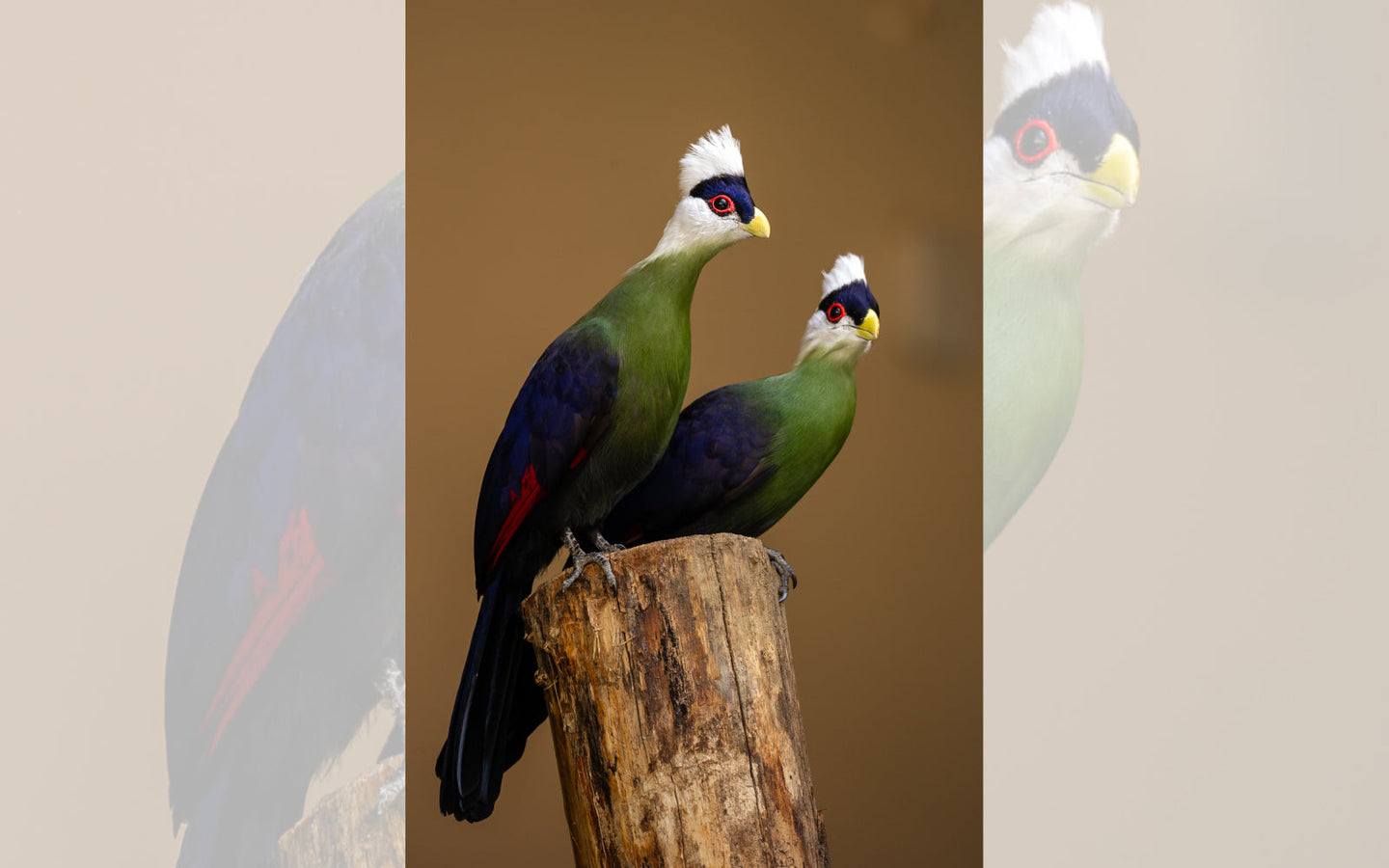 ZOO Antwerpen - afbeelding 5