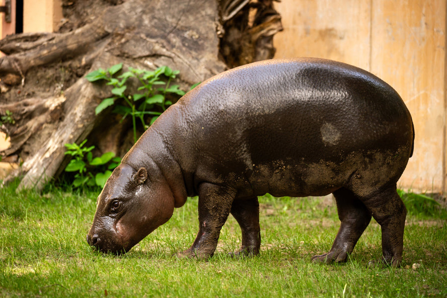 ZOO Antwerpen - afbeelding 1