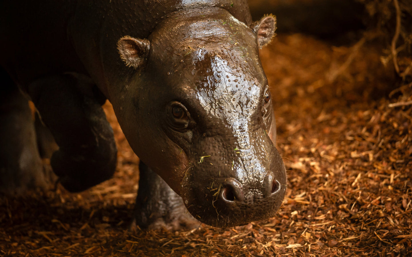 ZOO Antwerpen - afbeelding 3