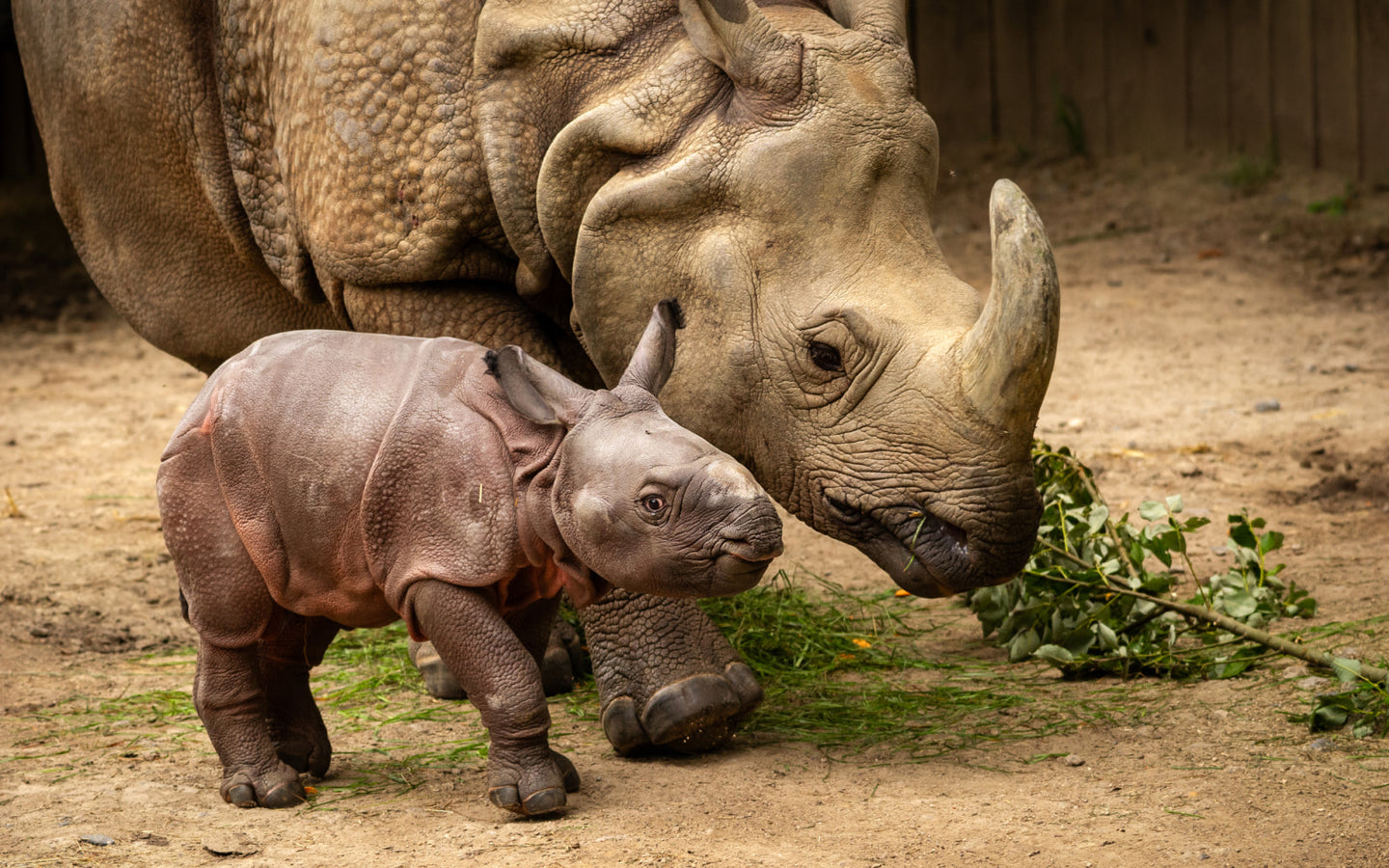 ZOO Planckendael - afbeelding 3