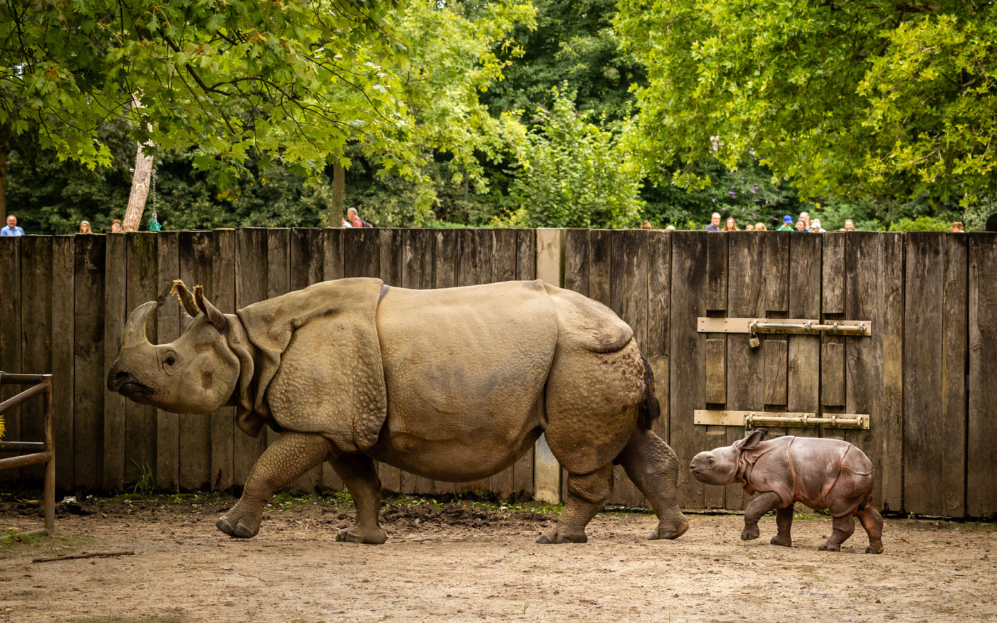 ZOO Planckendael - afbeelding 4