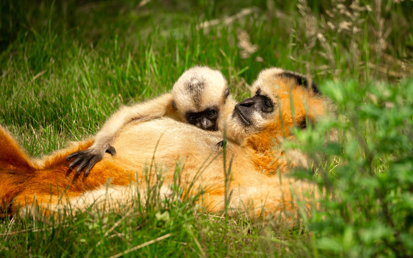 ZOO Planckendael - afbeelding 5