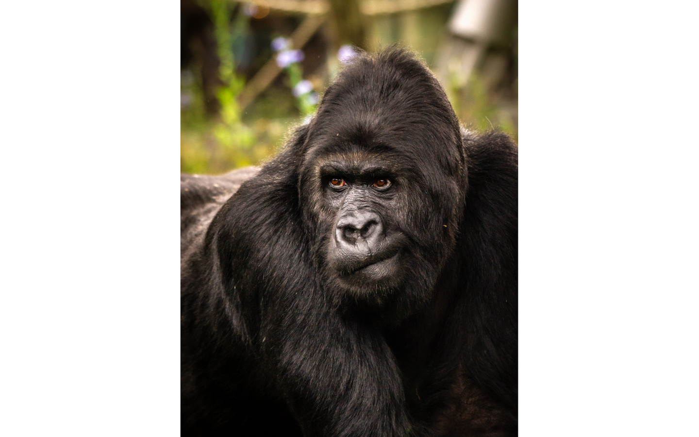 ZOO Antwerpen - afbeelding 19
