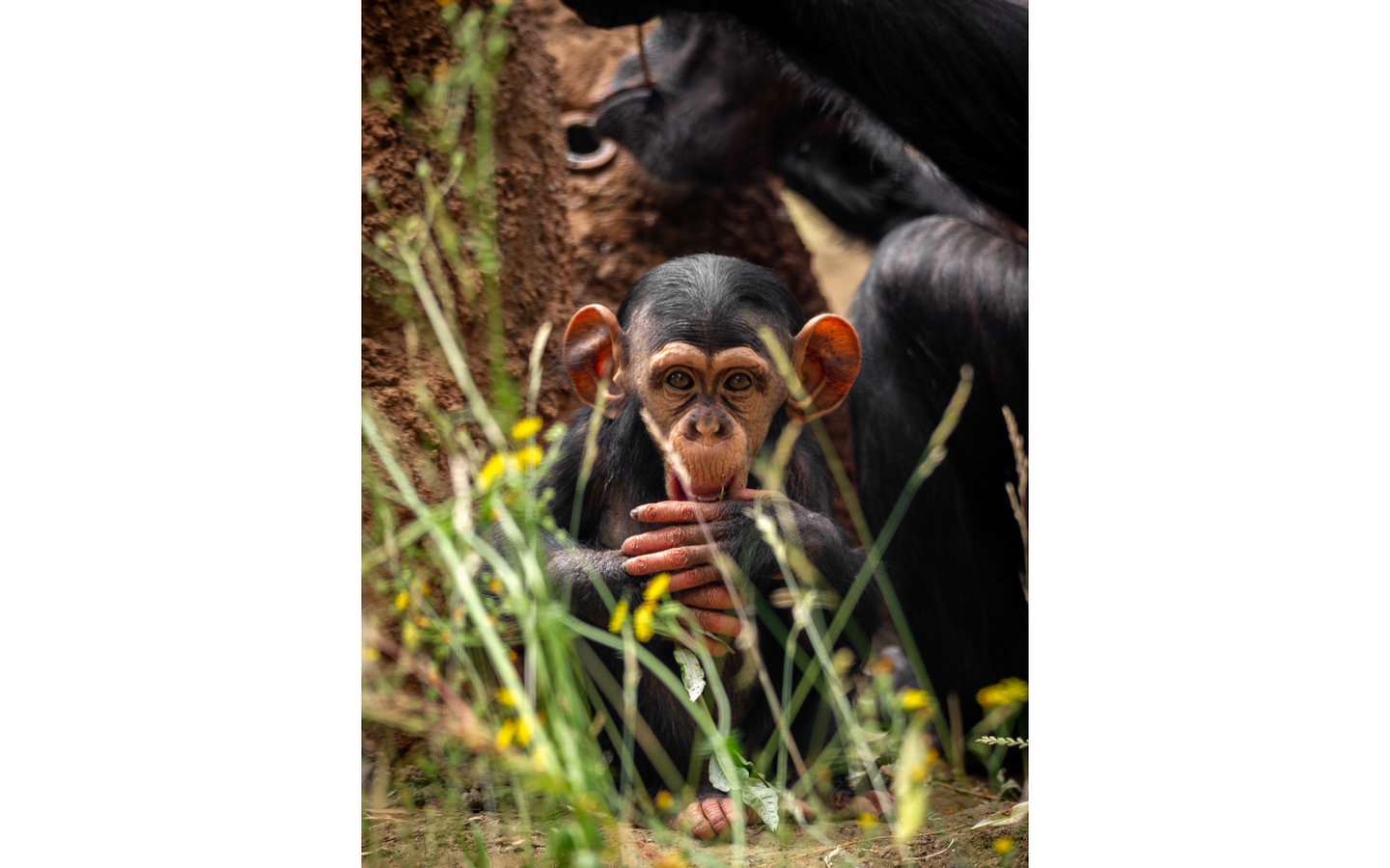 ZOO Antwerpen - afbeelding 4
