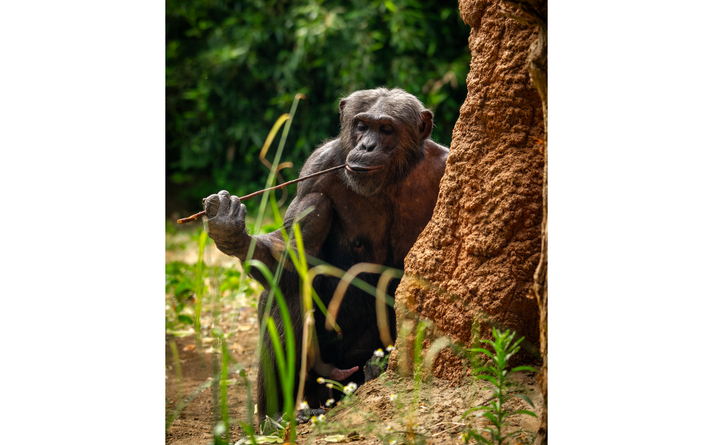 ZOO Antwerpen - afbeelding 12