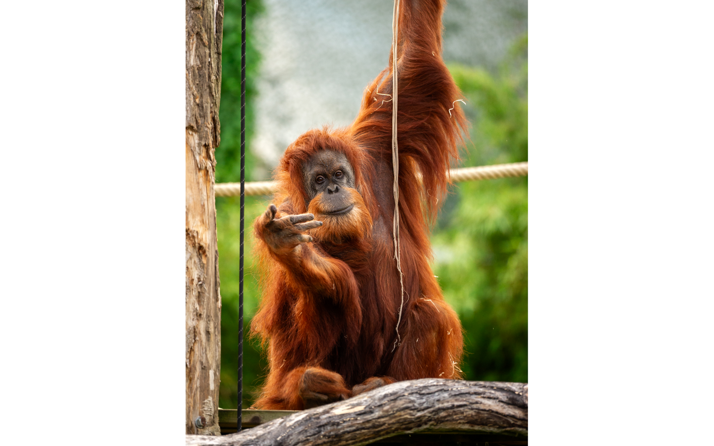 ZOO Planckendael - afbeelding 2