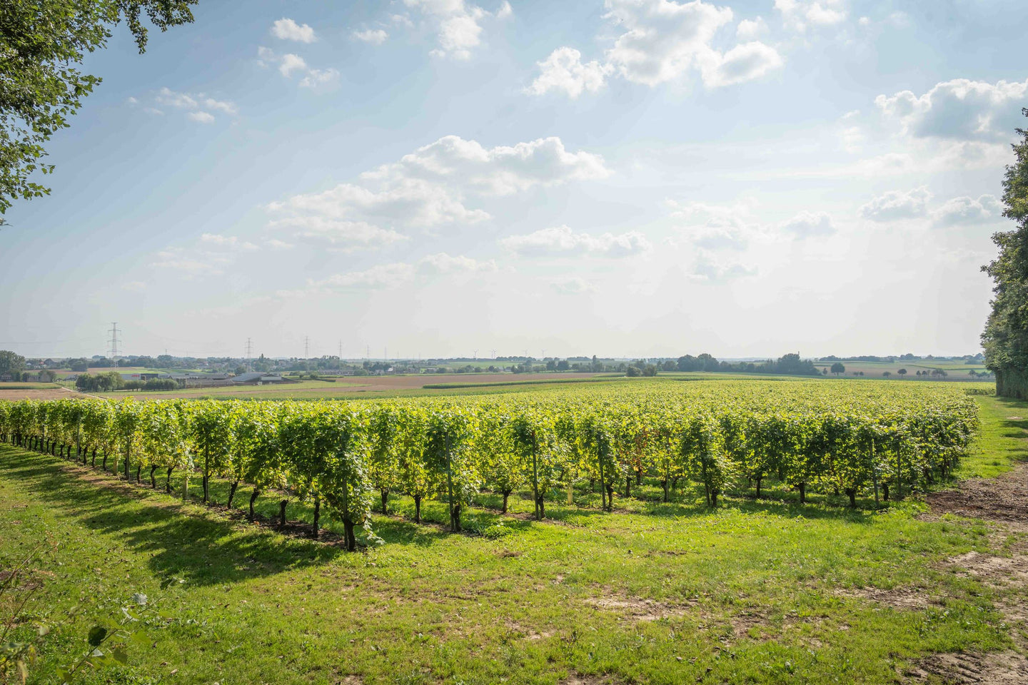 Wijntours | Ontdek de regio in een golfkar incl. lunch + fles Bilzamico - afbeelding 9