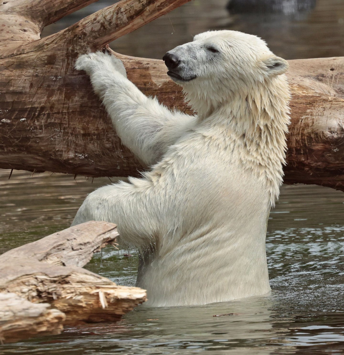 Ouwehands Dierenpark - afbeelding 9