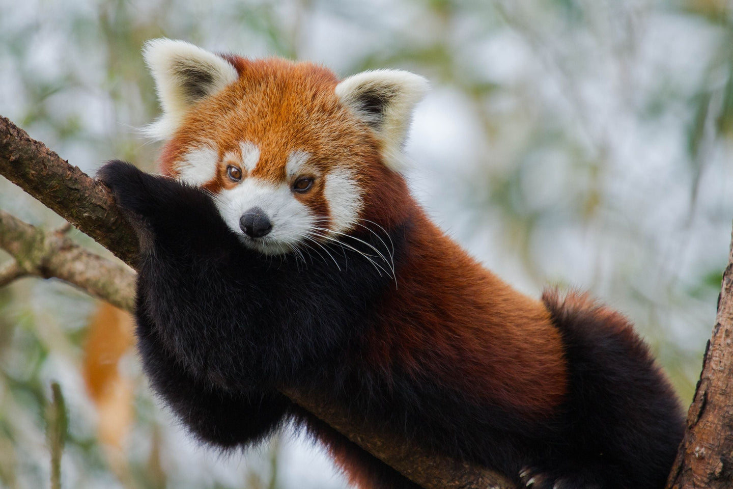Ouwehands Dierenpark - afbeelding 13