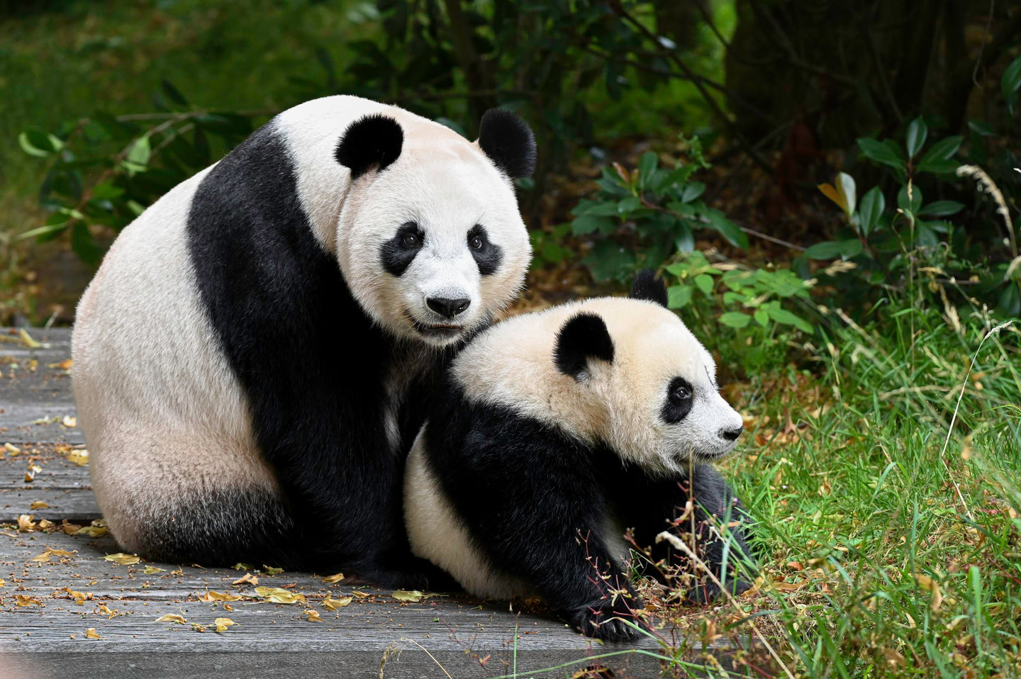 Ouwehands Dierenpark - afbeelding 4