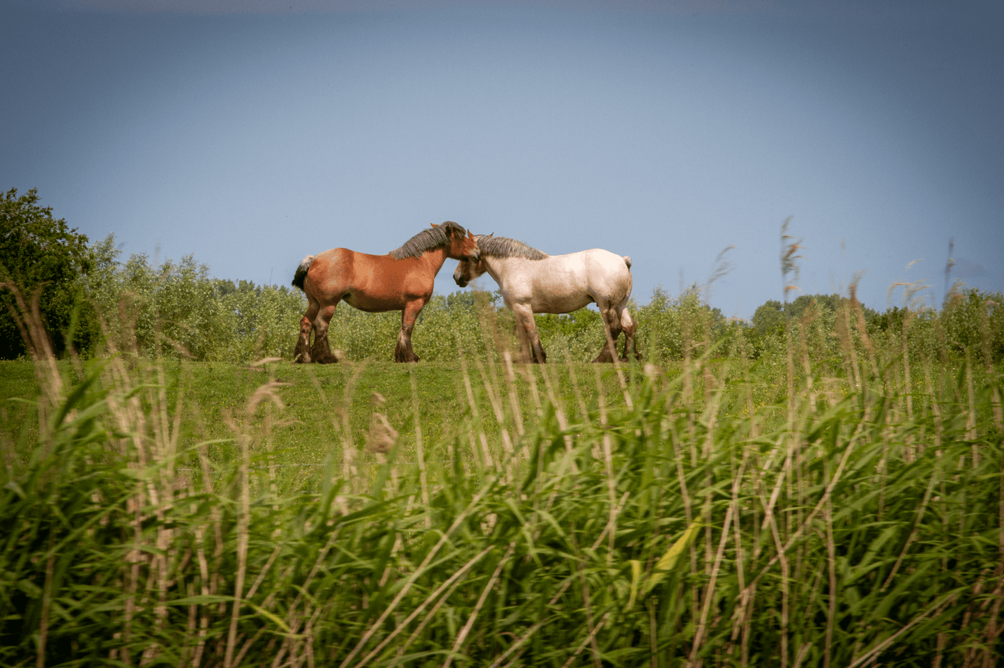Boottocht De Lamme Goedzak (Damme - Brugge) - afbeelding 9