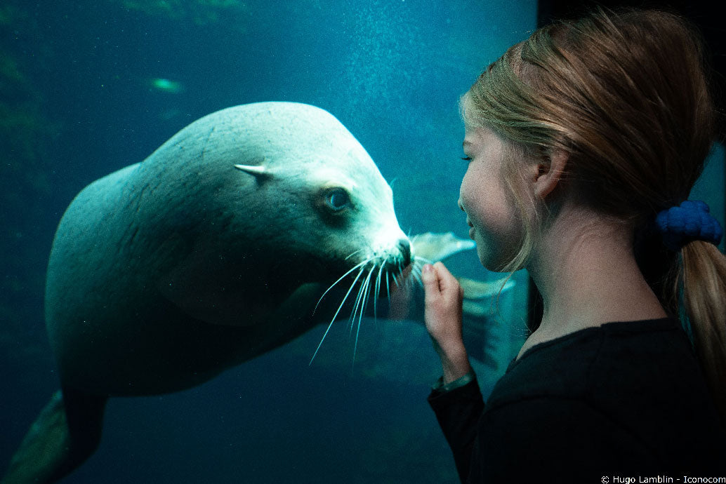 Nausicaá - Het grootste Aquarium in Europa - afbeelding 3