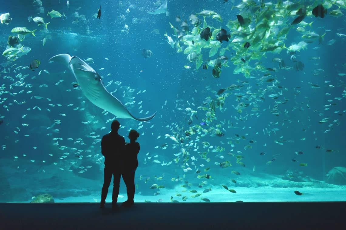 Nausicaá - Het grootste Aquarium in Europa - afbeelding 2