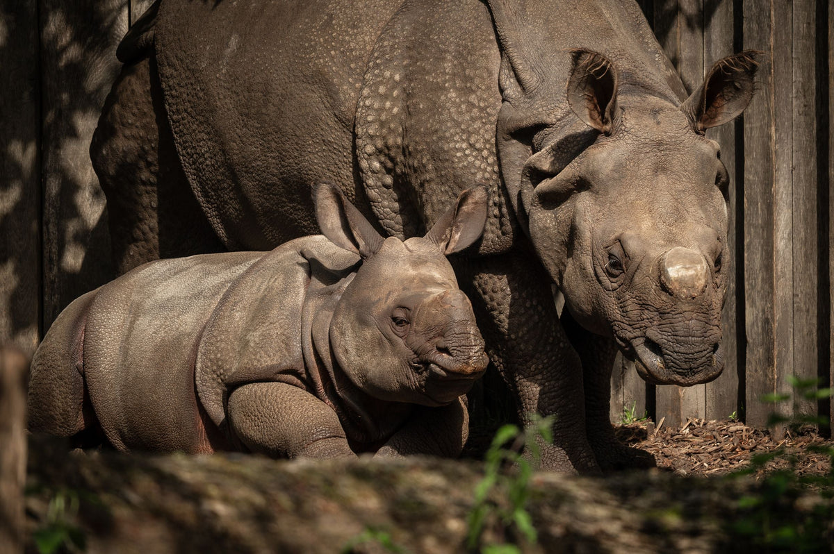 ZOO Planckendael - afbeelding 12