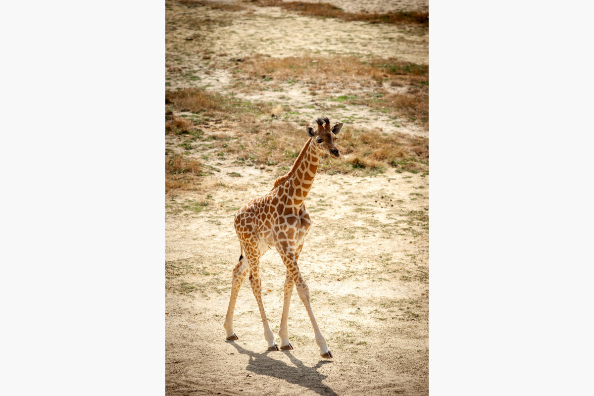 ZOO Planckendael - afbeelding 3