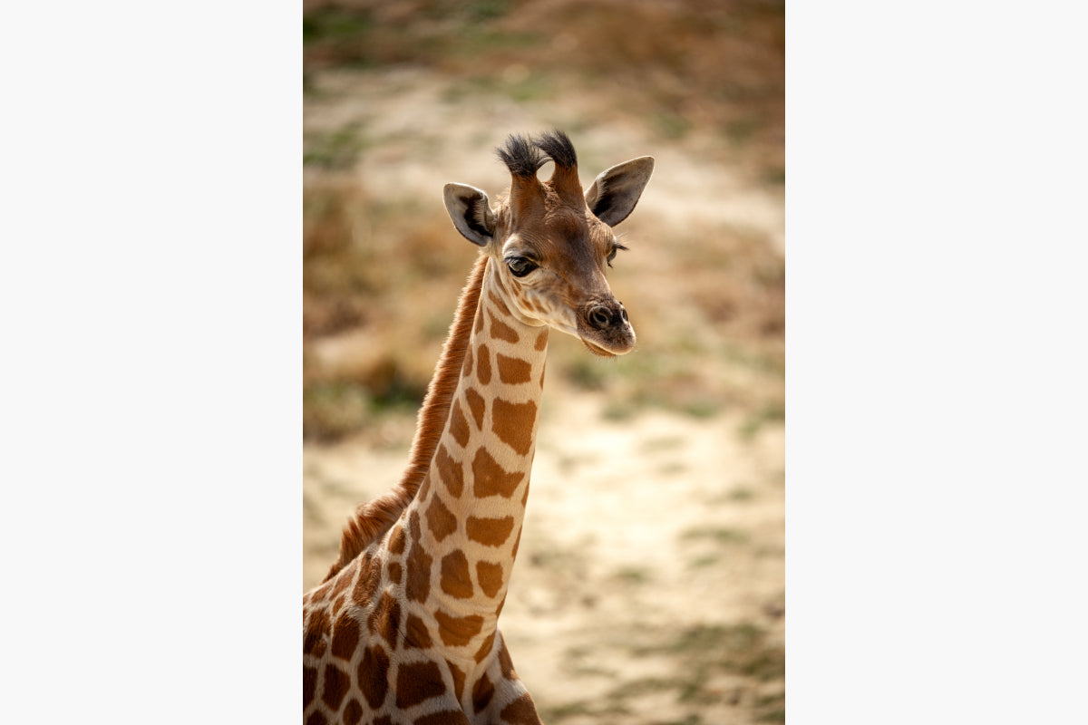 ZOO Planckendael - afbeelding 4