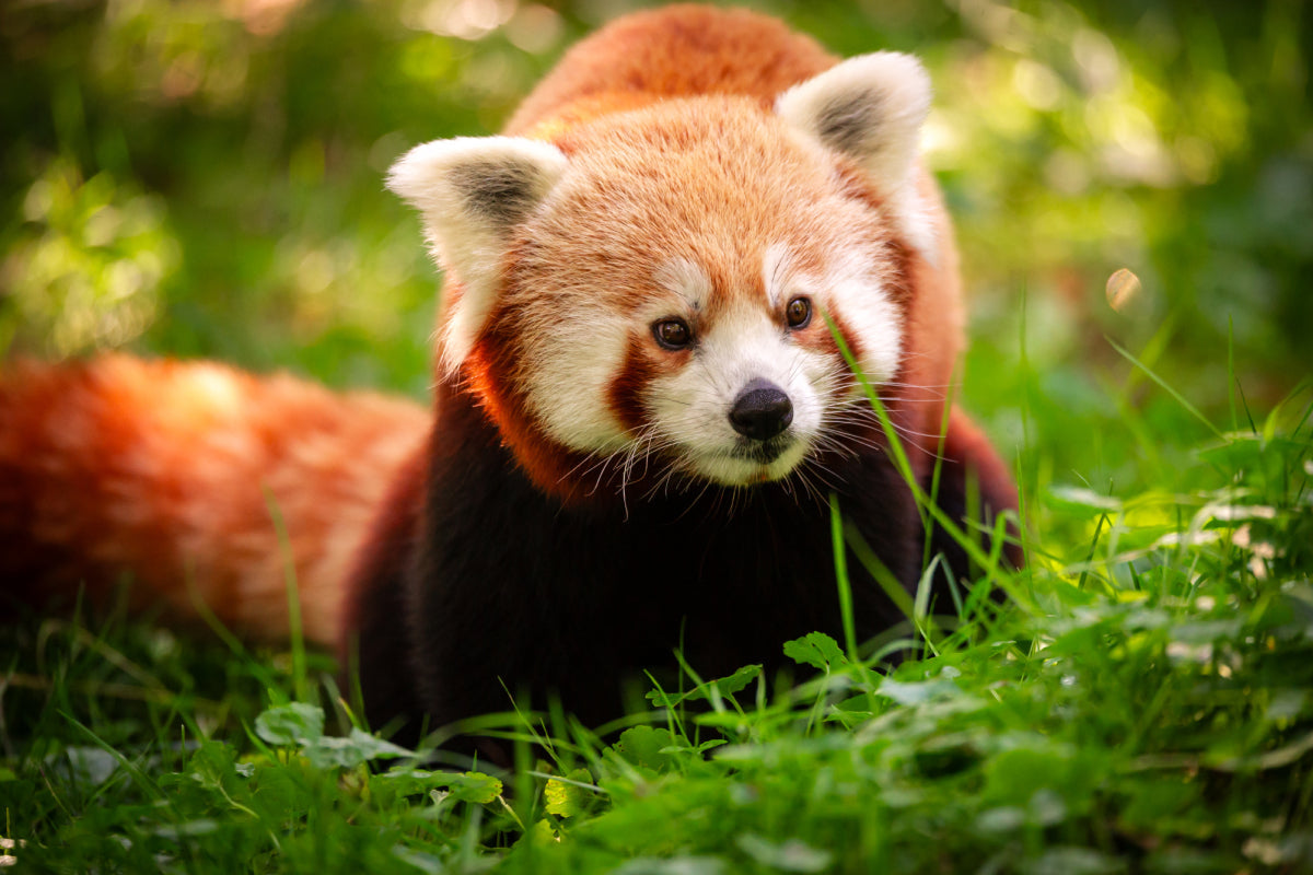 ZOO Planckendael - afbeelding 1