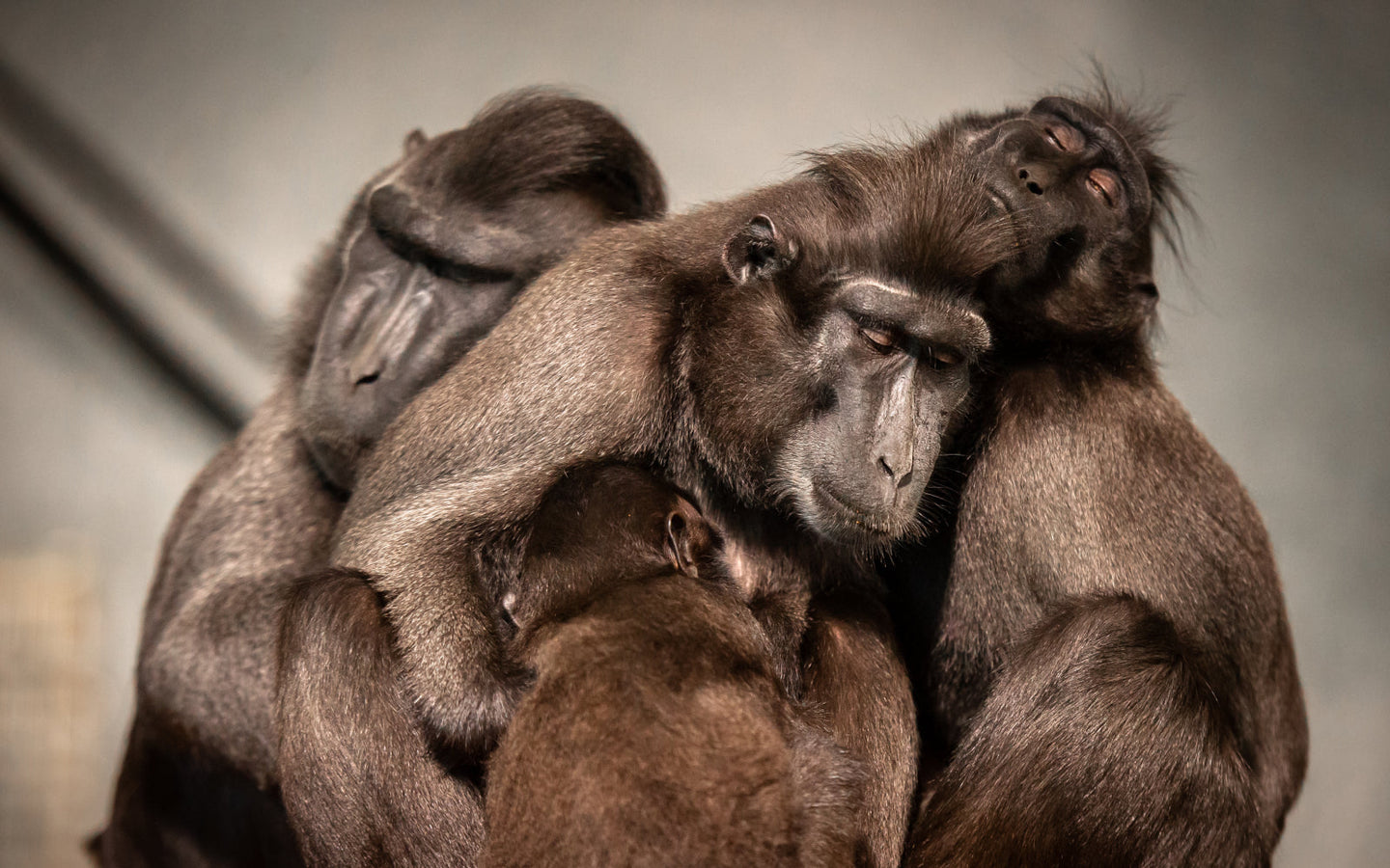 ZOO Planckendael - afbeelding 12