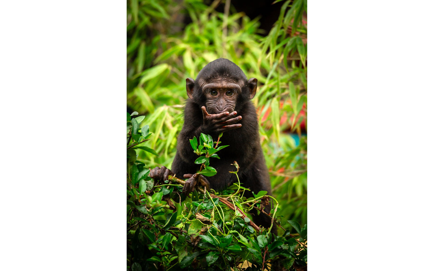 ZOO Planckendael - afbeelding 10