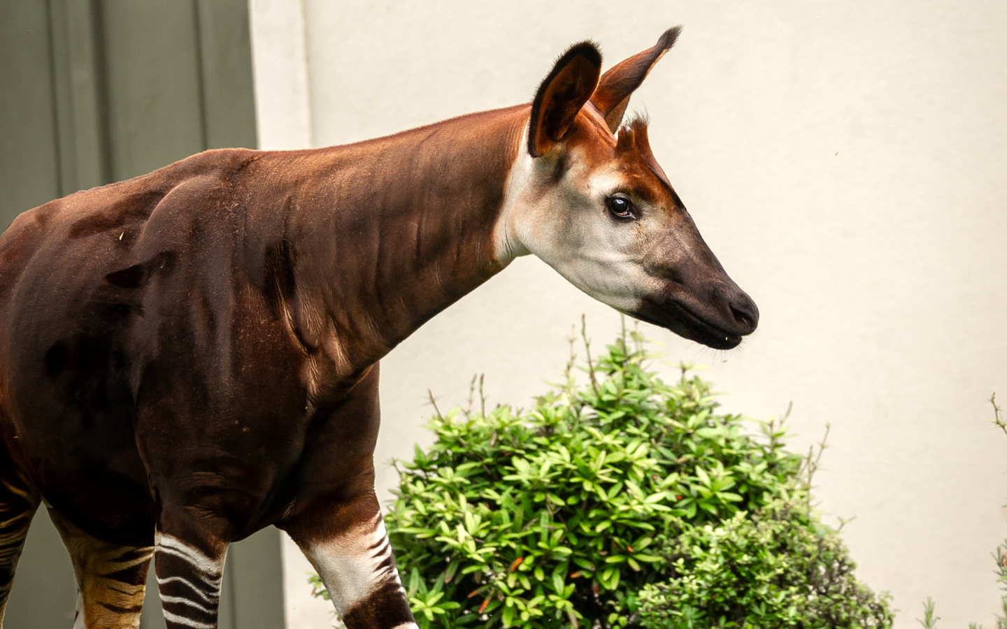 ZOO Antwerpen - afbeelding 14