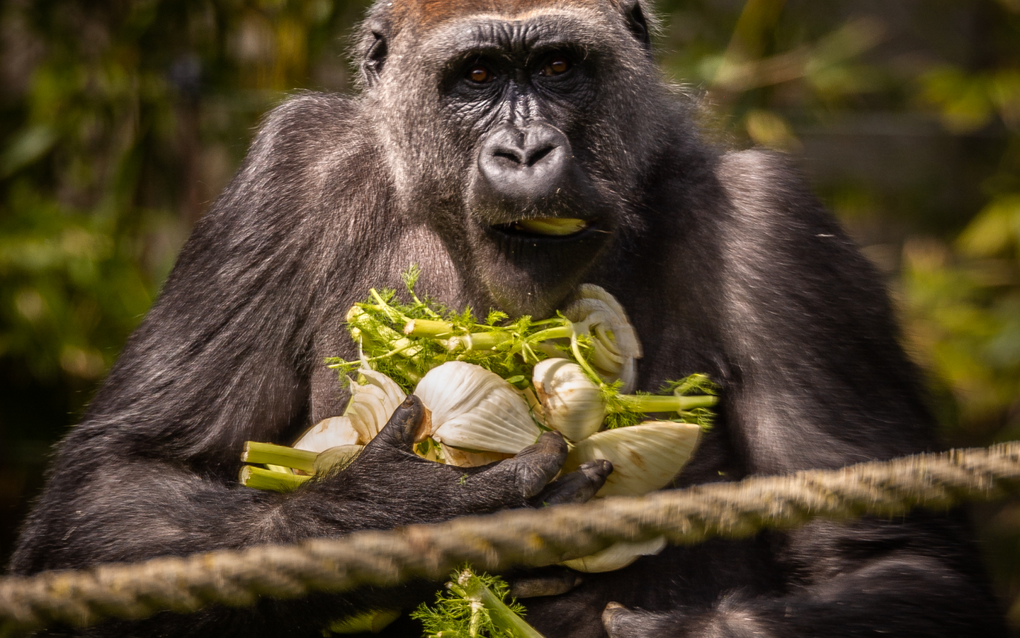 ZOO Antwerpen - afbeelding 17