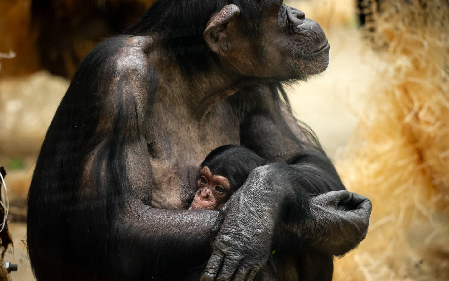 ZOO Antwerpen - afbeelding 6