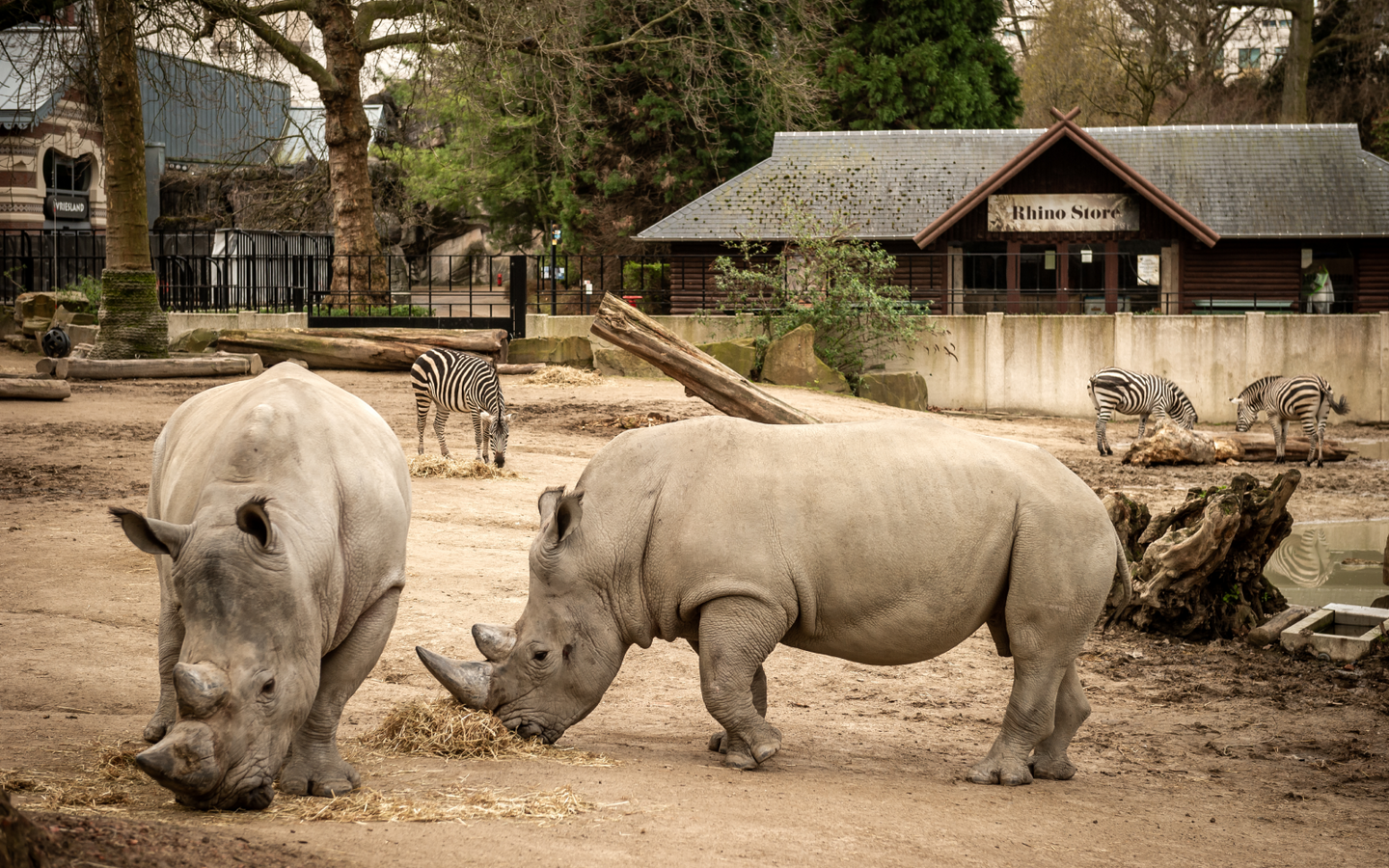 ZOO Antwerpen - afbeelding 9