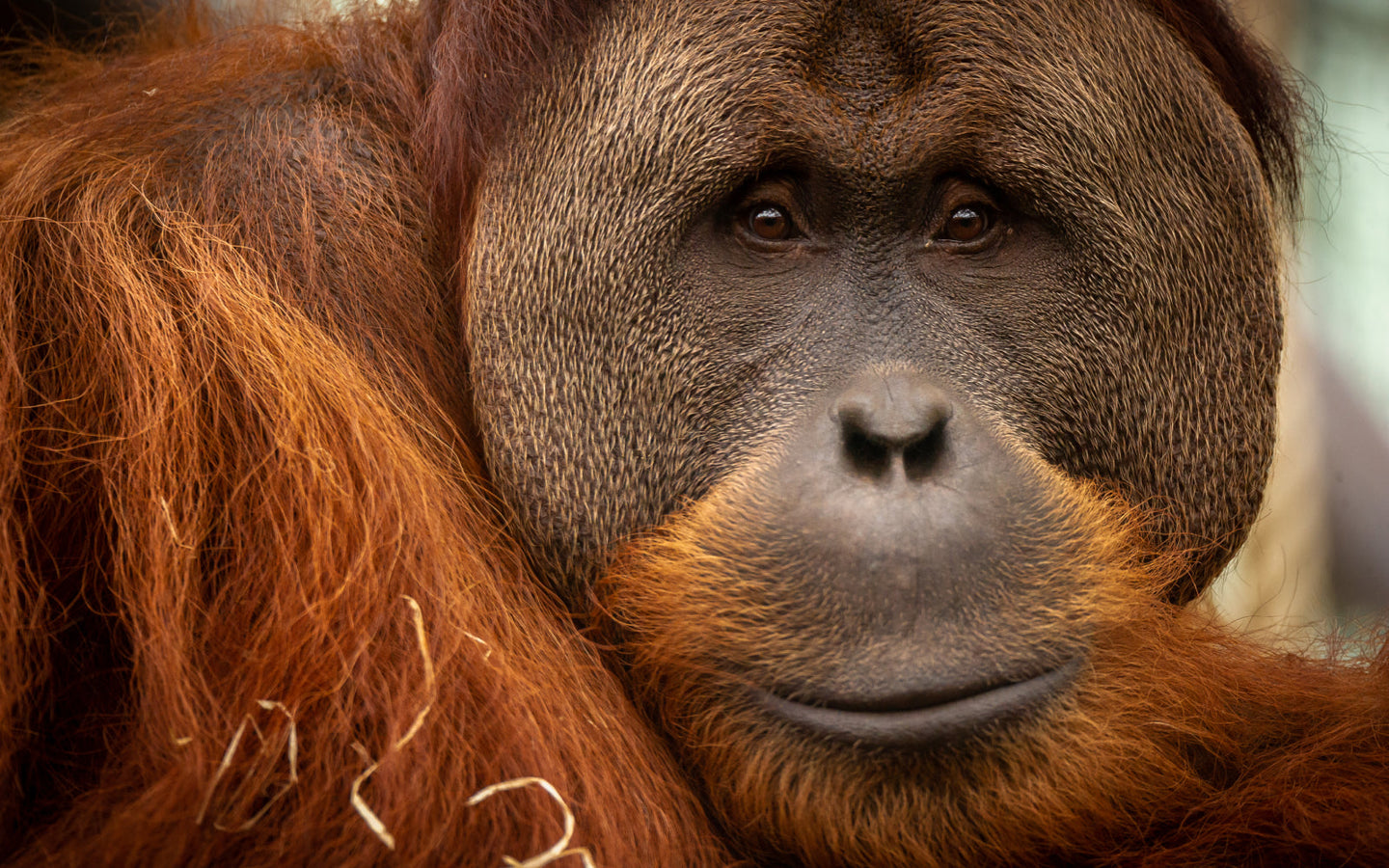 ZOO Planckendael - afbeelding 11