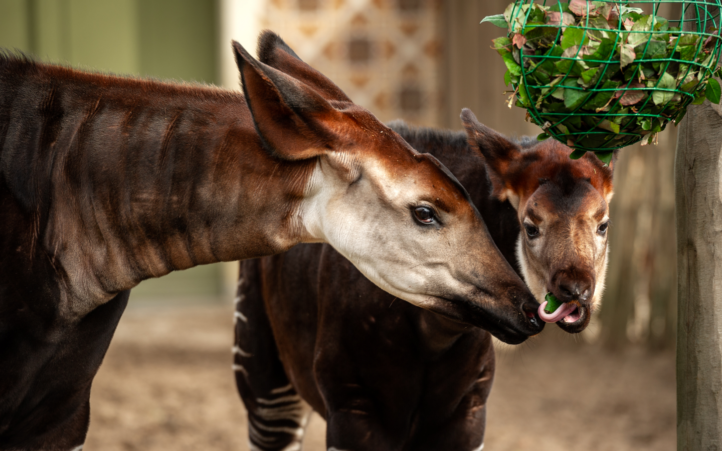 ZOO Antwerpen - afbeelding 11