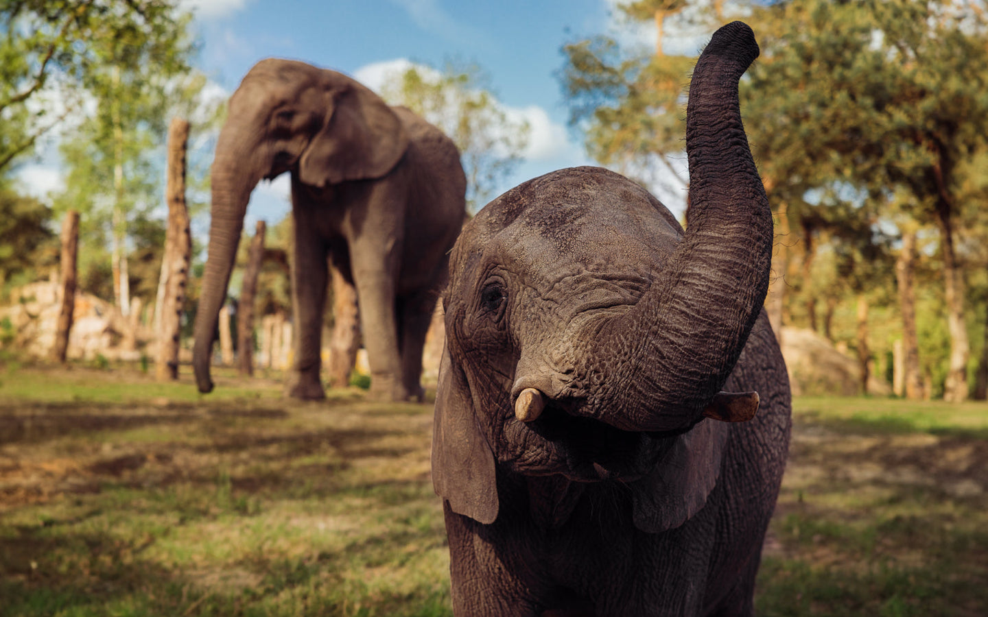Safaripark Beekse Bergen - afbeelding 4